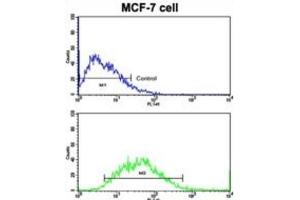 Flow Cytometry (FACS) image for anti-Cadherin 9 (CDH9) antibody (ABIN2997913)