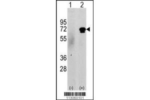 Western blot analysis of CAMKK2 using rabbit polyclonal CAMKK2 Antibody (N-term G67) using 293 cell lysates (2 ug/lane) either nontransfected (c) or transiently transfected with the CAMKK2 gene (Lane 2). (CAMKK2 antibody  (N-Term))