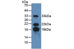 Figure. (MBP antibody  (AA 135-190))