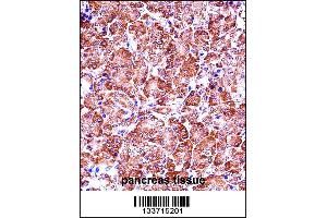 MMP28 Antibody immunohistochemistry analysis in formalin fixed and paraffin embedded human pancreas tissue followed by peroxidase conjugation of the secondary antibody and DAB staining. (MMP28 antibody  (AA 195-223))