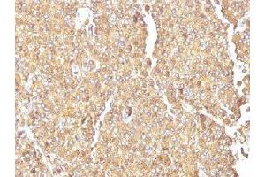 IHC testing of FFPE human adrenal gland with Chromogranin A antibody. (Chromogranin A antibody)