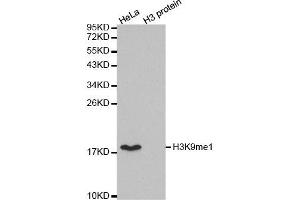 Western blot analysis of extracts of various cell lines, using MonoMethyl-Histone H3-K9 antibody. (Histone 3 antibody  (H3K9me))