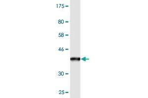 Western Blot detection against Immunogen (36. (PPFIBP2 antibody  (AA 1-100))