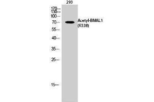 Western Blotting (WB) image for anti-Aryl Hydrocarbon Receptor Nuclear Translocator-Like (ARNTL) (acLys538) antibody (ABIN3179377) (ARNTL antibody  (acLys538))
