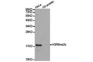 Western Blotting (WB) image for anti-Histone H3 (H3) (H3R8me2s) antibody (ABIN1873010) (Histone 3 antibody  (H3R8me2s))