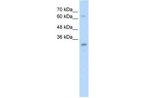 NSMCE1 antibody used at 2.