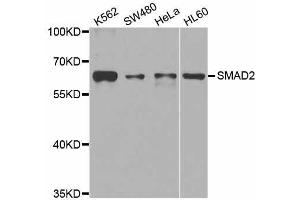 Western blot analysis of extracts of various cell lines, using SMAD2 antibody. (SMAD2 antibody  (AA 1-100))