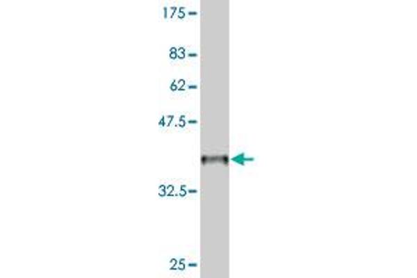 HOXC12 antibody  (AA 1-100)