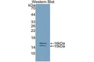 Western Blotting (WB) image for anti-Interleukin 23, alpha subunit p19 (IL23A) (AA 20-189) antibody (ABIN1859404) (IL23A antibody  (AA 20-189))