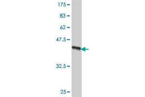 Western Blot detection against Immunogen (42. (TOMM20 antibody  (AA 1-145))