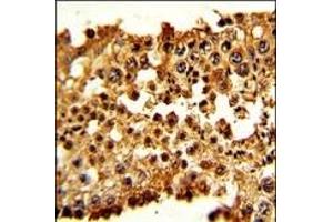 Formalin-fixed and paraffin-embedded human testis tissue with PTTG1 Antibody (N-term), which was peroxidase-conjugated to the secondary antibody, followed by DAB staining. (PTTG1 antibody  (N-Term))