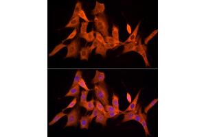 Immunofluorescence analysis of NIH/3T3 cells using PSMC5 Rabbit mAb (ABIN7269585) at dilution of 1:50 (40x lens).