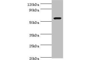 Western blot All lanes: AMY1A antibody at 7 μg/mL + Rat heart tissue Secondary Goat polyclonal to rabbit IgG at 1/10000 dilution Predicted band size: 58 kDa Observed band size: 58 kDa (AMY1A antibody  (AA 16-200))