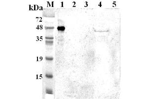 Western blot analysis using anti-TDO (human), pAb  at 1:2'000 dilution. (TDO2 antibody)