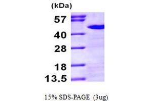 SDS-PAGE (SDS) image for NCK Adaptor Protein 1 (NCK1) (AA 1-377) protein (His tag) (ABIN667017)