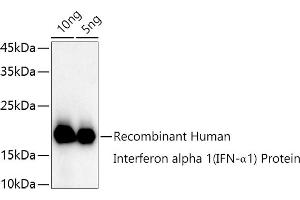 Western blot analysis of extracts of Recombinant Human Interferon alpha 1 (IFN-α1) Protein, using Interferon alpha 1 (IFN-α1) antibody (ABIN3020880, ABIN3020881, ABIN3020882 and ABIN6213772) at 1:1000 dilution. (IFNA1 antibody  (AA 25-155))