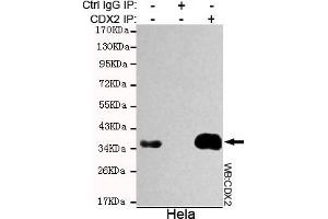 Immunoprecipitation analysis of Hela cell lysate using CDX2 mouse mAb. (CDX2 antibody)