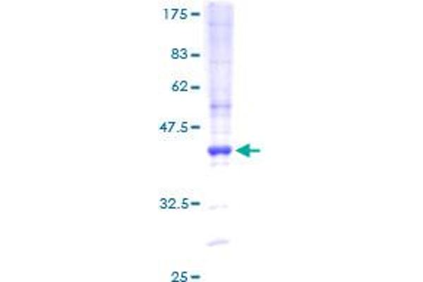 MEF2BNB Protein (AA 1-109) (GST tag)