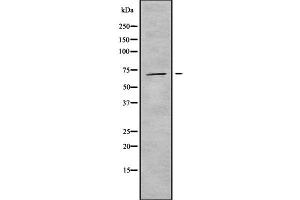 Western blot analysis INPP5E using K562 whole cell lysates (INPP5E antibody  (C-Term))