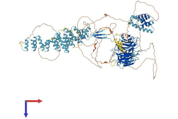 SEC31A Protein (AA 1-1230) (His tag)