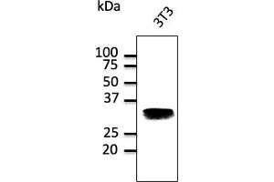 Western Blotting (WB) image for anti-RAB32, Member RAS Oncogene Family (RAB32) (C-Term) antibody (ABIN1440004) (RAB32 antibody  (C-Term))
