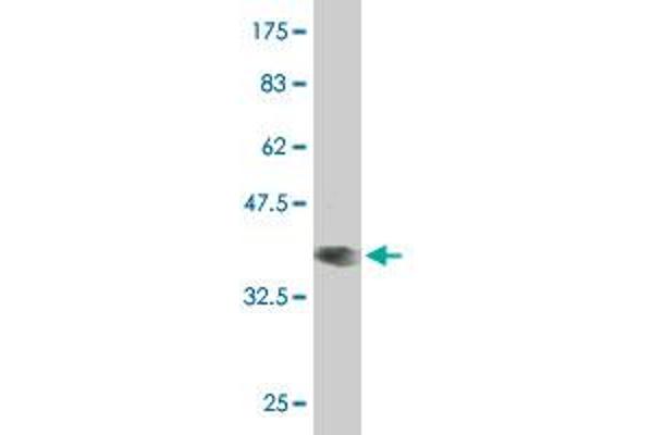 ZNF121 antibody  (AA 3-111)