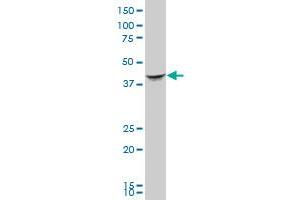 SEPT2 MaxPab polyclonal antibody. (Septin 2 antibody  (AA 1-361))