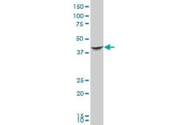 Septin 2 antibody  (AA 1-361)