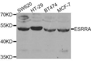Western blot analysis of extracts of various cell lines, using ESRRA antibody. (ESRRA antibody  (AA 1-423))