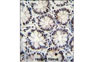 POU2F1 Antibody (Center) (ABIN655648 and ABIN2845123) immunohistochemistry analysis in formalin fixed and paraffin embedded human rectum tissue followed by peroxidase conjugation of the secondary antibody and DAB staining. (POU2F1 antibody  (AA 364-391))