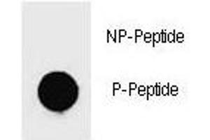 Dot blot analysis of phospho-c-Kit antibody. (KIT antibody  (pTyr719))
