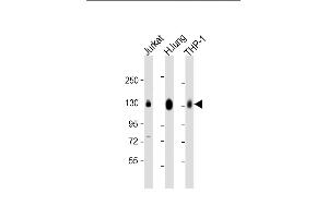 All lanes : Anti-CD31 Antibody (C-term) at 1:2000 dilution Lane 1: Jurkat whole cell lysate Lane 2: human lung lysate Lane 3: THP-1 whole cell lysate Lysates/proteins at 20 μg per lane. (CD31 antibody  (C-Term))