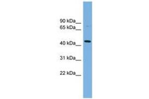 Image no. 1 for anti-Poliovirus Receptor-Related 2 (Herpesvirus Entry Mediator B) (PVRL2) (C-Term) antibody (ABIN6743461) (PVRL2 antibody  (C-Term))