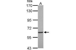 WB Image Sample (30 ug of whole cell lysate) A: U87-MG 7. (SGK3 antibody  (N-Term))