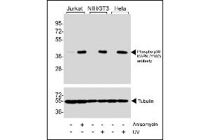 Western blot analysis of extracts from Jurkat cells, untreated or treated with anisomycin (25 μg/mL), NIH/3T3 and Hela cells, untreated or treated with UV (30 minutes), using Phospho-p38 PK  antibody (upper) or Tubulin (lower). (MAPK14 antibody  (pTyr182))