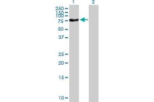 Western Blot analysis of ZNF169 expression in transfected 293T cell line by ZNF169 MaxPab polyclonal antibody. (ZNF169 antibody  (AA 1-590))