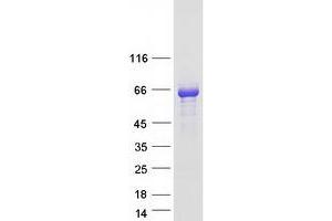 Validation with Western Blot (MEF2D Protein (Myc-DYKDDDDK Tag))