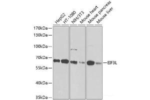 Western blot analysis of extracts of various cell lines using EIF3L Polyclonal Antibody at dilution of 1:1000.