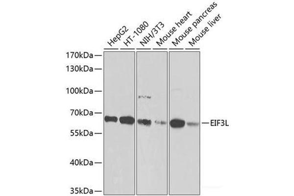 EIF3L anticorps