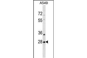 Western blot analysis in A549 cell line lysates (35ug/lane). (SNF8 antibody  (N-Term))