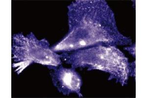 Immunofluorescent staining of Human Endothelial cells. (Cyclin D3 antibody  (AA 127-292))