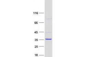 Validation with Western Blot (COMTD1 Protein (Myc-DYKDDDDK Tag))