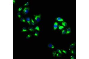 Immunofluorescence staining of Hela cells with ABIN7162326 at 1:100, counter-stained with DAPI. (Otogelin (OTOG) (AA 1634-1796) antibody)