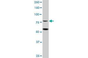 HKR3 MaxPab polyclonal antibody. (ZBTB48 antibody  (AA 1-688))