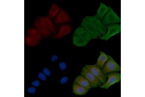 ABIN6257896 and ABIN6274807 staining Hela cells by IF/ICC.