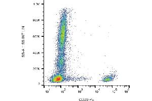Flow cytometry analysis (surface staining) of human peripheral blood with anti-CD20 (2H7) PE. (CD20 antibody  (PE))