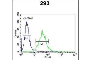 CEBPB Antibody (C-term) (ABIN652248 and ABIN2841040) flow cytometric analysis of 293 cells (right histogram) compared to a negative control cell (left histogram). (CEBPB antibody  (C-Term))