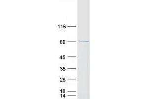 Validation with Western Blot (CRY1 Protein (Myc-DYKDDDDK Tag))