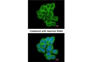 Immunofluorescence analysis of paraformaldehyde-fixed A431 using AP31130PU-N RGS17 antibody at 1/200 dilution. (RGS17 antibody  (AA 148-160))
