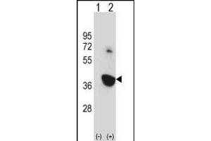 Western blot analysis of Nek6 (arrow) using rabbit polyclonal Mouse Nek6 Antibody (C-term) (ABIN657847 and ABIN2846808).